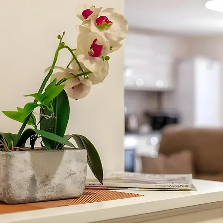 Favola Rosa * ألغيرو